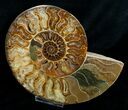 Stunning Inch Polished Ammonite - Half #5211-1